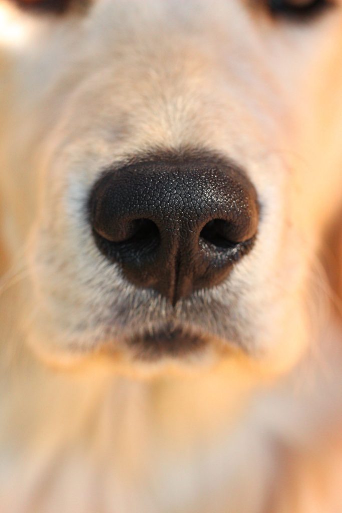 Close-up of a golden retriever's nose.