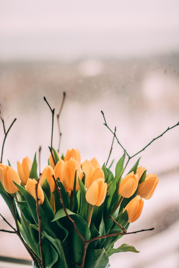 Yellow tulips by a window in soft light.