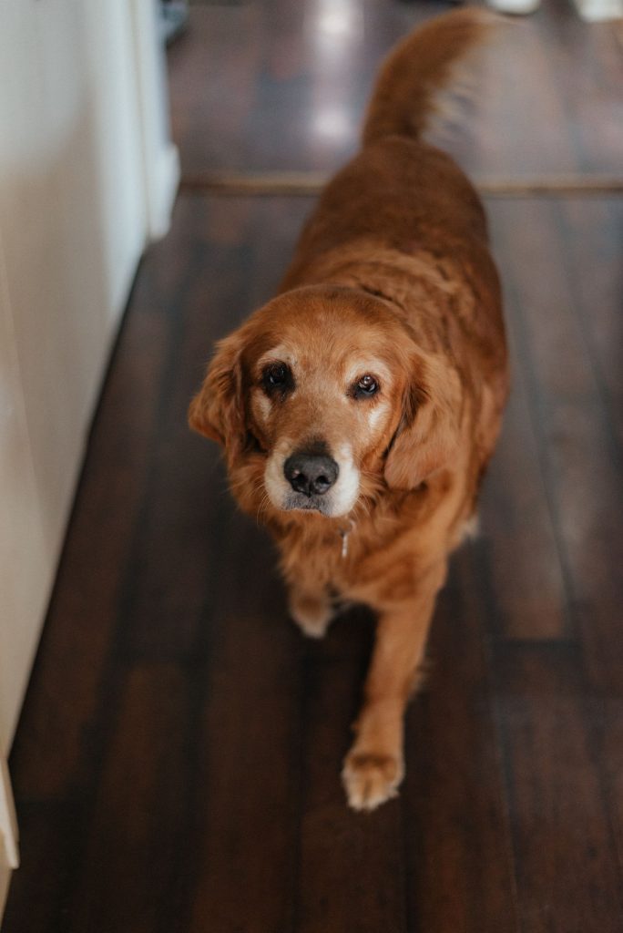A golden retriever standing on a wooden floor, looking up.