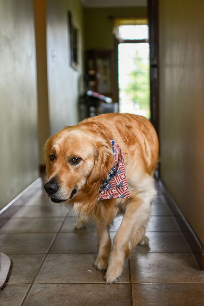 A golden retriever in a bandana walking down a hallway.