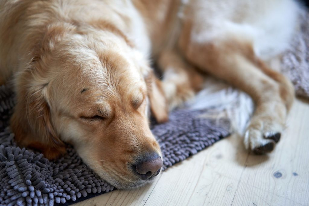 A golden retriever sleeping on a rug indoors.